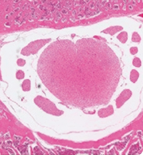 척추관협착증 유도 쥐